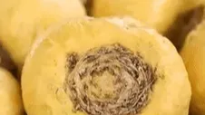 Nettle Root