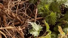 Nettle Root
