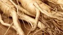 Panax Ginseng